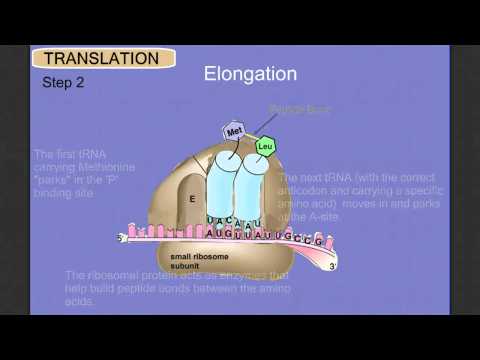 Protein Synthesis Stage 2: Translation