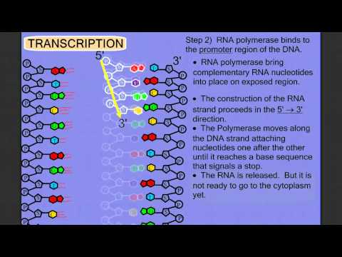 Protein Synthesis Stage 1: Transcription