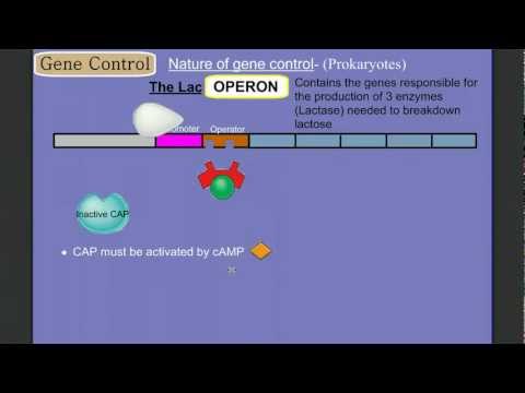 Gene Control Part 2 (Prokaryotes): The Operon