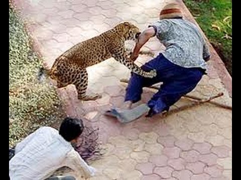 Animal Attacks Compilation 2013 | 18+ Only Gruesome!