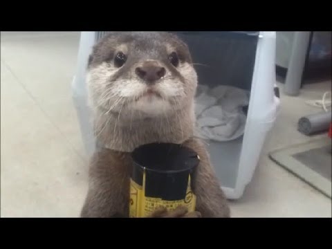 BEST FUNNY ANIMALS COMPILATION (2013 - 2014)