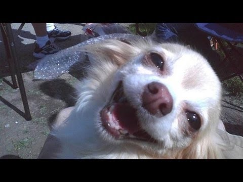 Best Funny Animal Videos Compilation #2 2013