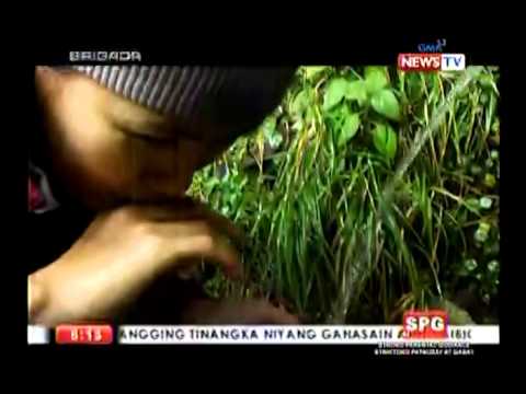 Mount Pulag coldest peak in the philippines (jan 27 2014) brigada gma mewstv