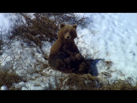 Bear Family in Avalanche Country | North America