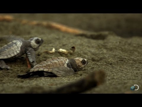 Sea Turtles Run the Gauntlet | North America