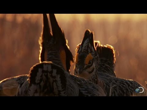 Battle of the Prairie Chickens | North America