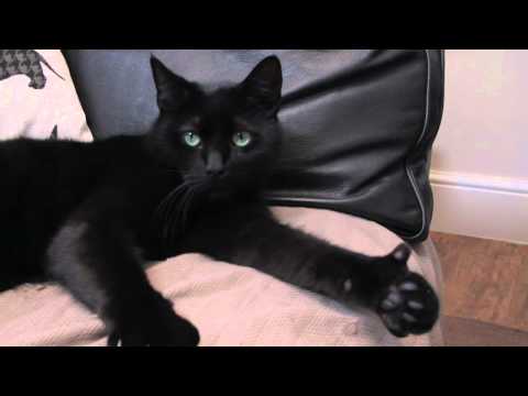 Amazing Cat Gives Thumbs Up