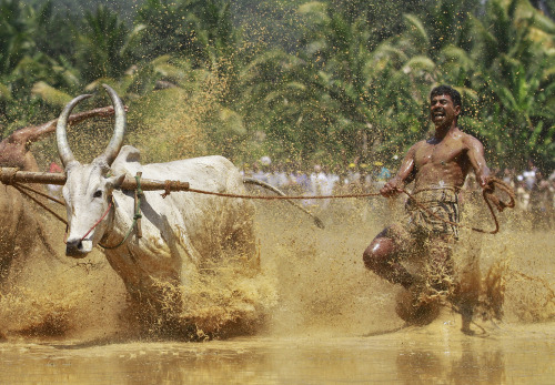 A farmer shouts while running alongside his oxen as they race during the Kakkoor Kalavayal festival at Kakkoor village in the southern Indian state of Kerala March 8, 2014. (REUTERS/Sivaram V)