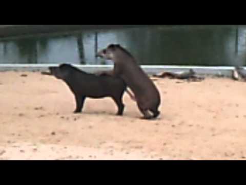 tapir superdotado