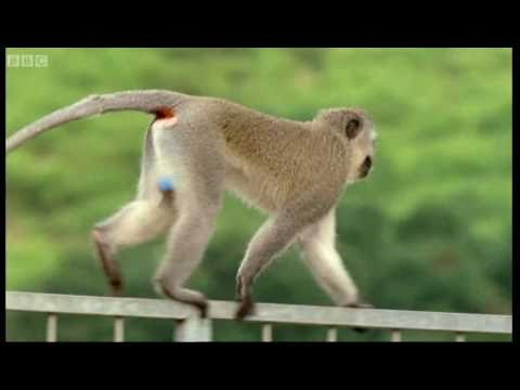 Monkey fight! - Cheeky Monkey - BBC