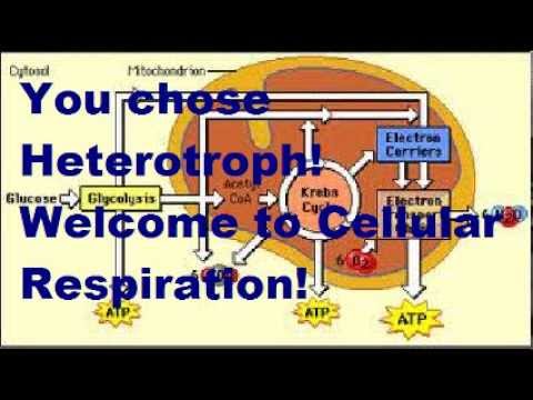 Heterotroph decision (Bio Project)