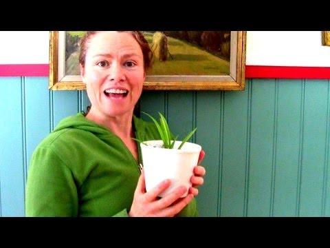 How To Start Seeds Indoors 3.0 - Mrs Wranglerstar