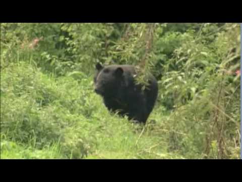 Asiatic Black Bears