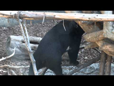 Asian black bear eating the bait.餌を食べるニホンツキノワグマ