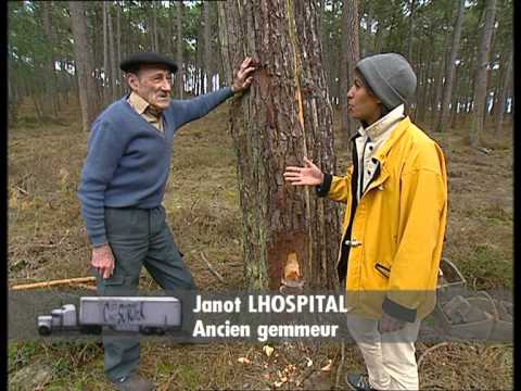 C'est pas sorcier -LANDES : SOUS LA FORET, LA PLAGE