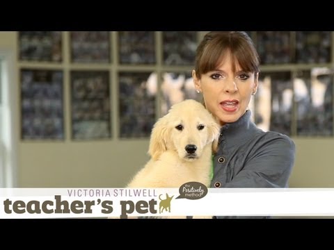 Familiarizing a Puppy to Surfaces & Heights | Teacher's Pet With Victoria Stilwell