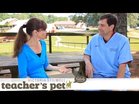 Facts About Spaying and Neutering | Teacher's Pet With Victoria Stilwell