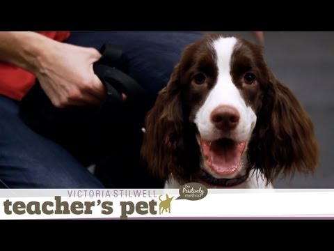 Loose-Leash Walking Inside | Teacher's Pet With Victoria Stilwell