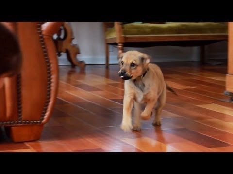 Come When Called 1: Puppy Basics | Teacher's Pet With Victoria Stilwell