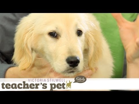 Familiarizing Your Puppy to Touch | Teacher's Pet With Victoria Stilwell