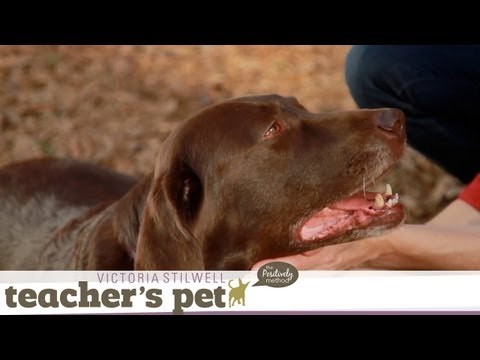 Come When Called 4: Outside | Teacher's Pet With Victoria Stilwell