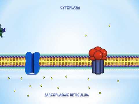 Norepinephrine and Epinephrine Effect to Cardiomyocyte