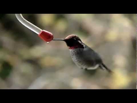 Honey Badger Narrates: The Fastass Flying Hummingbirds (original narration by Randall)