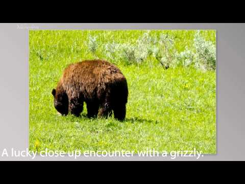 Yellowstone - Summer 2011 Slideshow (HD)