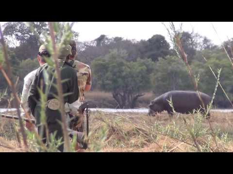 Hippo Hunt on Land - Zambia 2013