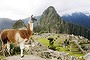 A llama stands in front of the Inca citadel of Machu Picchu in Cuzco.