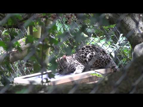 Temperature changing shelves for margay cat.