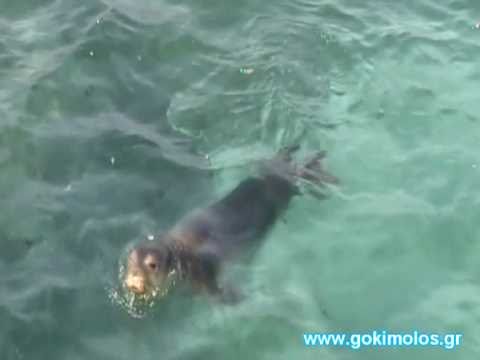 ΚΙΜΩΛΟΣ / ΜΕΣΟΓΕΙΑΚΗ ΦΩΚΙΑ - KIMOLOS / MONK SEAL (Monachus-monachus)