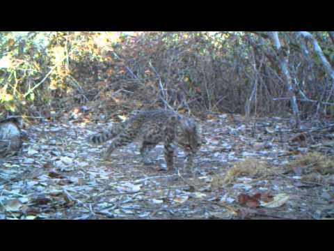 Camera Trap - Gato-do-mato-pequeno / Oncilla