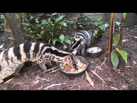 Owston's Palm Civets, Shaldon Zoo (2nd September 2013)