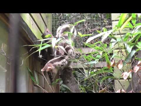 Owston's Palm Civets, Shaldon Zoo (30th September 2013)