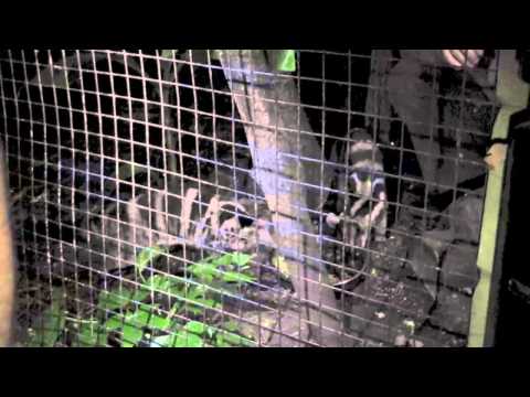 Owston's Palm Civets In The Evening, Shaldon Zoo (14th September 2013)