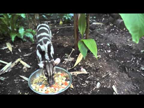 Owston's Palm Civets Shaldon Zoo 9th September 2013