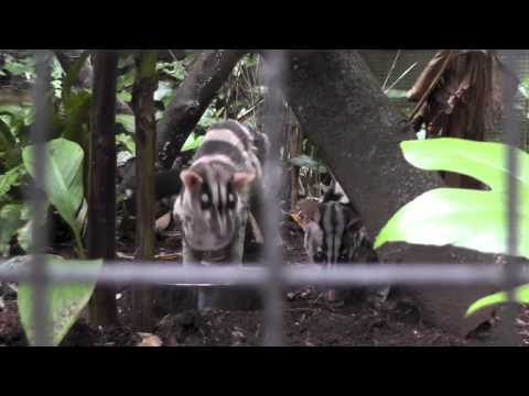 Owston's Palm Civets Shaldon Zoo 7th October 2013