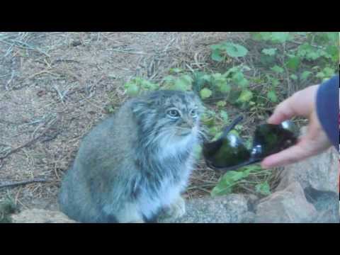 Very angry kitty at the Zoo.