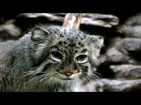 The grooming of Pallas's Cat(Manul).マヌルネコの毛繕い。