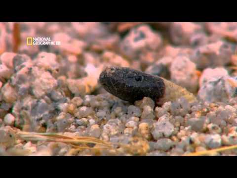 National Geographic Worlds Deadliest Animals Deserts To Grassland HDTV.XviD-OTV.