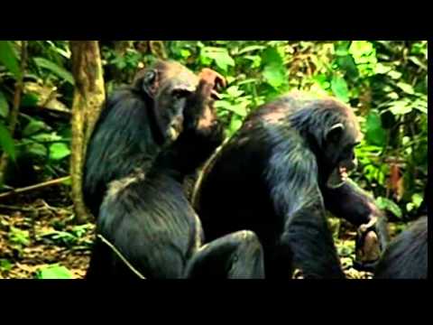 Somos Monos -  Los Arribistas NatGeo