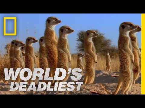 World's Deadliest - Meerkats' Mob Rule