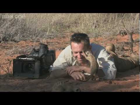 Magic meerkat moments - Planet Earth Live - BBC One