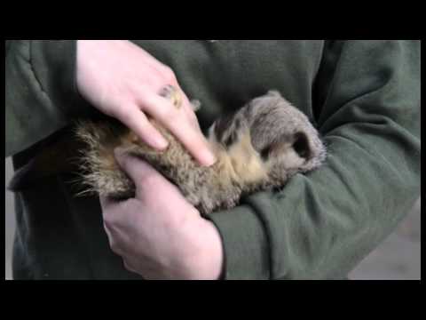 Meerkat laughs when it gets tickled