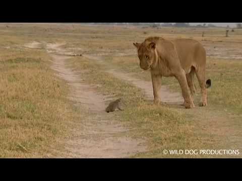 Lion and mongoose attack