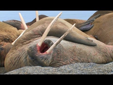 Laziest Walrus Colony Ever! [HD]