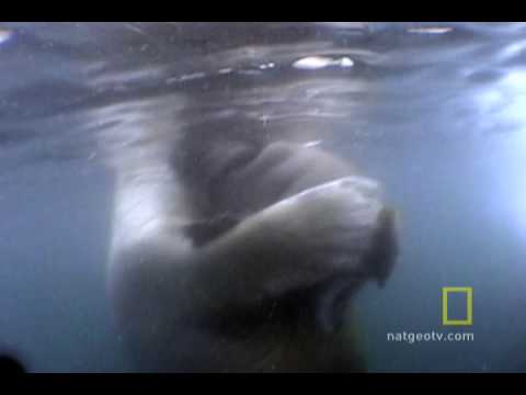 Walrus Mom and Baby Cuddle