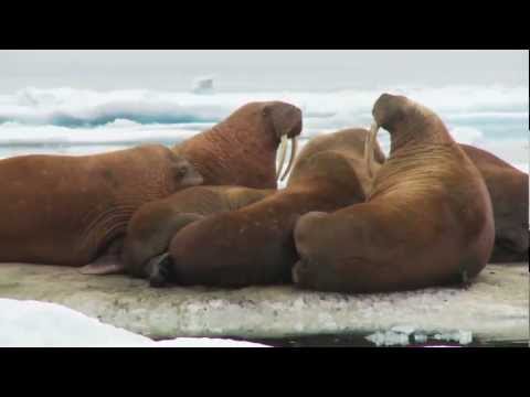 Tracking Pacific Walrus: Expedition to the Shrinking Chukchi Sea Ice