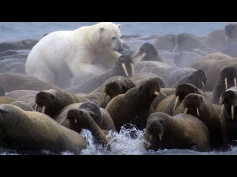 Polar Bear Versus Walrus Colony - BBC Planet Earth